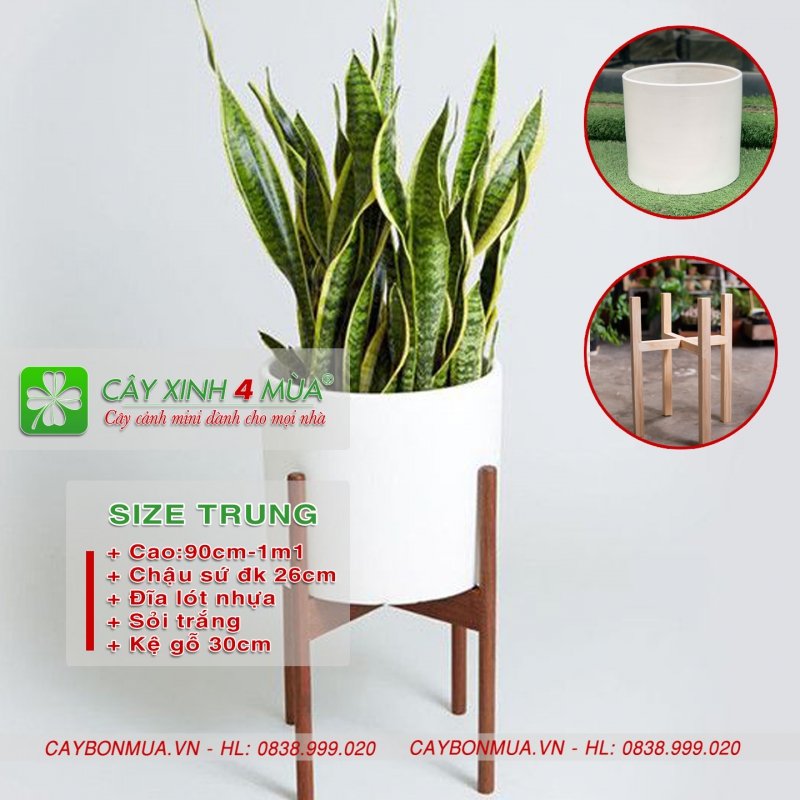 Cây Lưỡi hổ & kệ gỗ decor cao cấp.