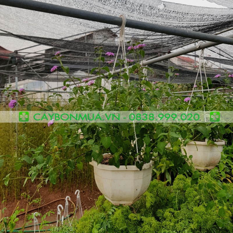 Cây Cúc Ngũ Sắc Tím