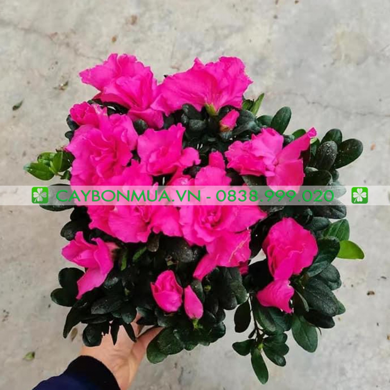 Cây Đỗ Quyên