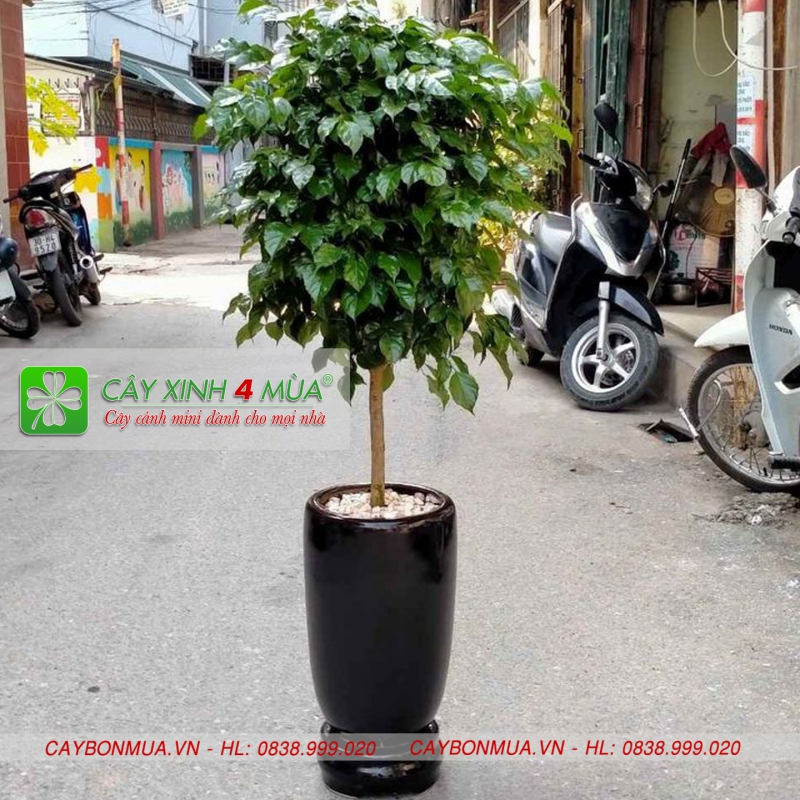[ CHỌN SIZE] Cây hạnh phúc một thân