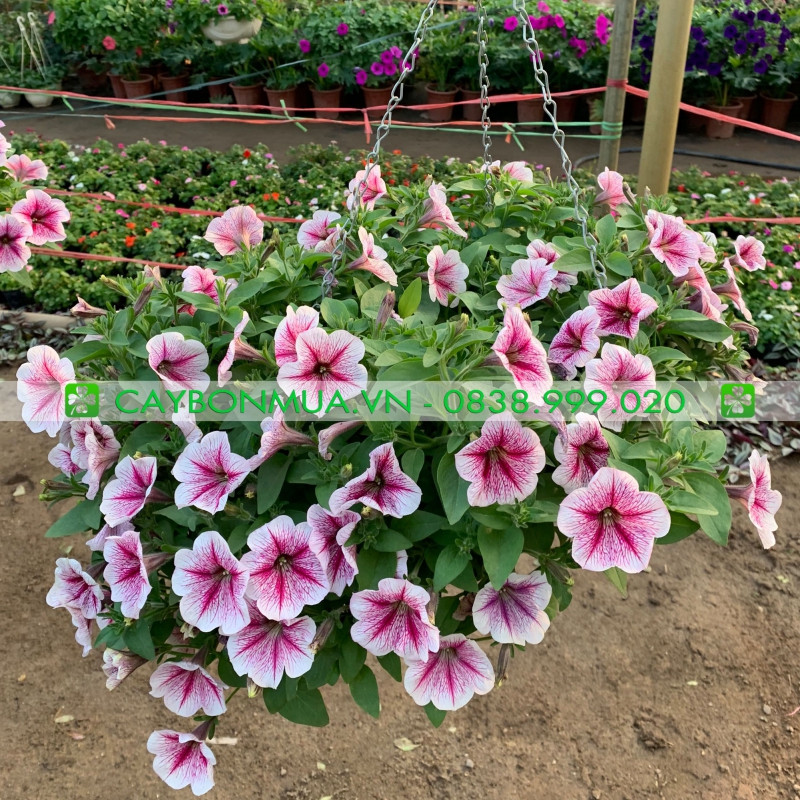 Cây hoa Mai địa thảo