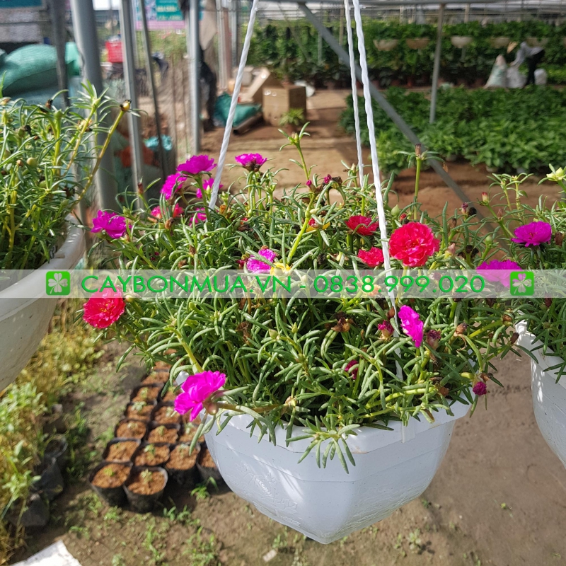 Cây Hoa Mười Giờ