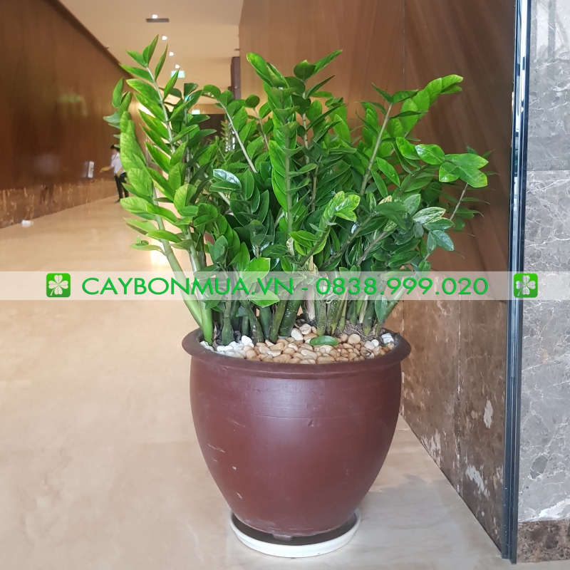 Cây Kim Tiền hàng vip1 
