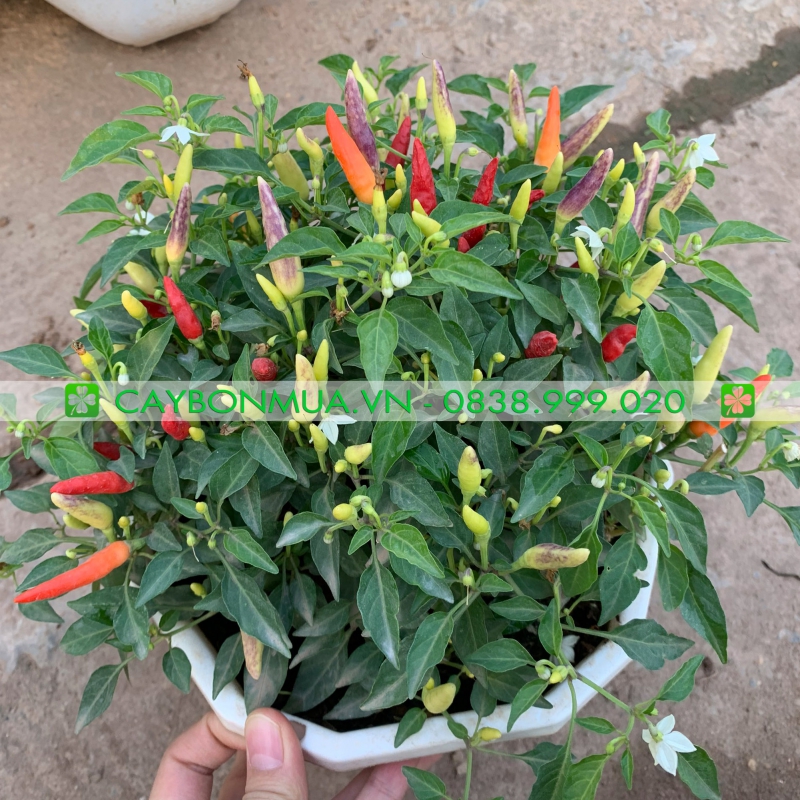 Cây Ớt Ngũ Sắc