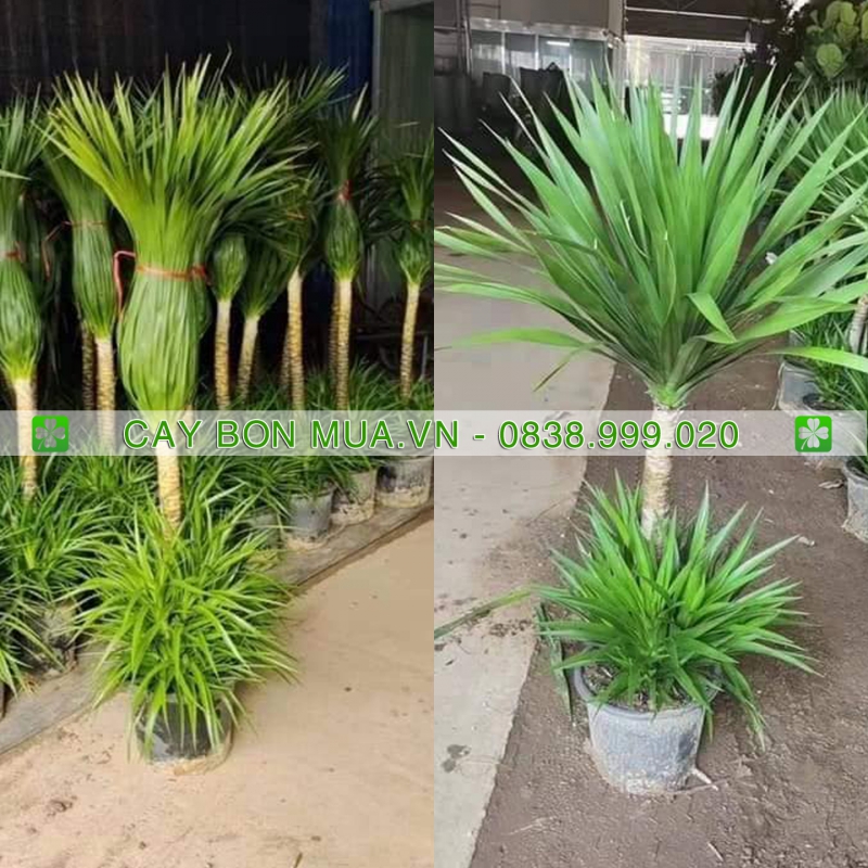 Cây Phát Tài Núi hai tầng