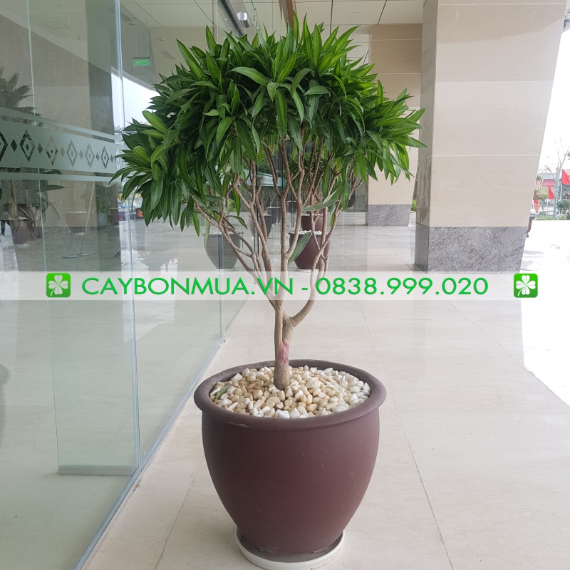Cây Trúc Bách Hợp