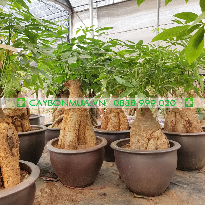 Kim ngân thân lớn size đại