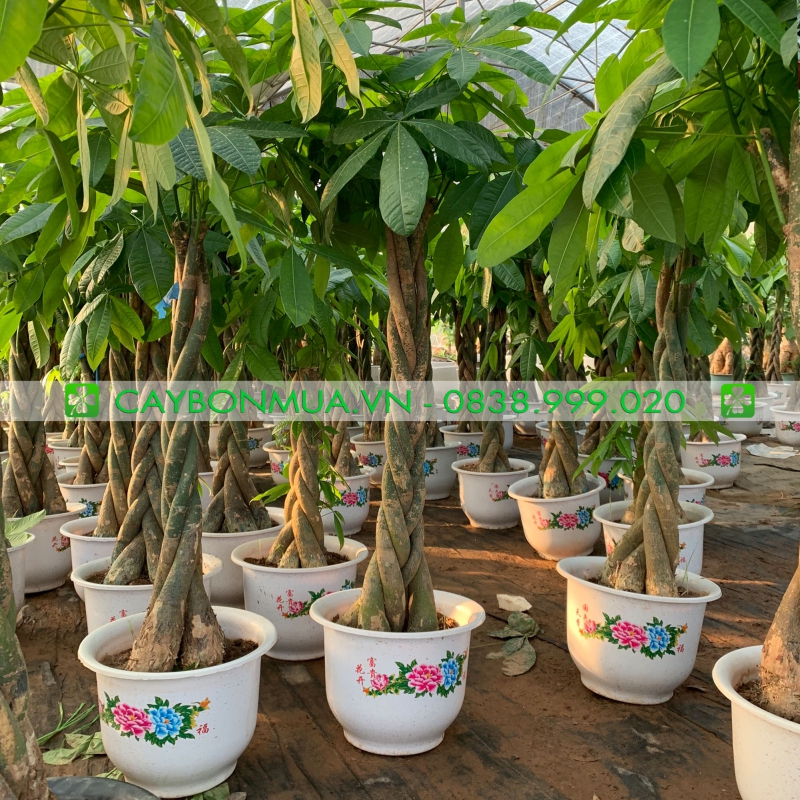 Kim ngân xoắn nội thất 