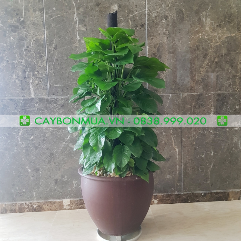 Trầu bà cột hàng vip 1 